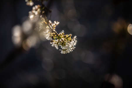 close up of white flowerの写真素材