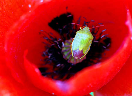 Close-up of a bedbug in a poppy