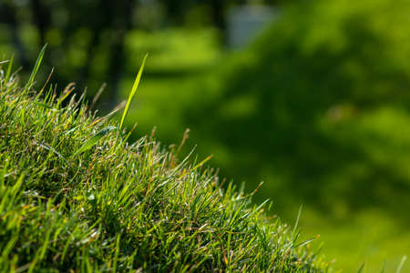 On a hillock in the park, green grass grows, exposing its leaves to the sun's rays.の写真素材