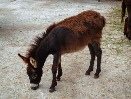 A dark brown-red little donkey from the concrete surface is looking for dry grass to eat. Lions Park "Taigan", Belogorsk, Crimea.の写真素材