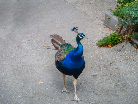A peacock walks along an asphalt road with its tail closed. Crimea Park "Taigan".の写真素材