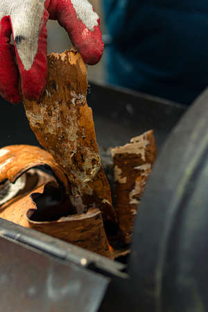 A man in a protective glove puts dry birch bark into the barbecue in order to light a fire in the barbecue grill. close-up.の写真素材