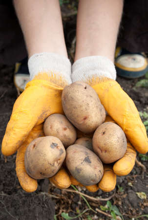 Female hands hold a fresh potatoの写真素材
