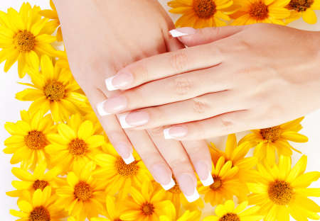 French manicure on the hands of woman over background from yellow flowersの写真素材