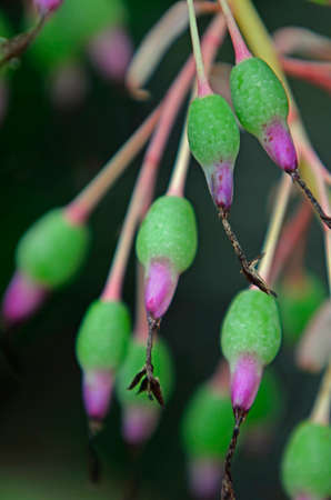 Purple and green flowersの写真素材
