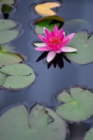 Water lilyの写真素材