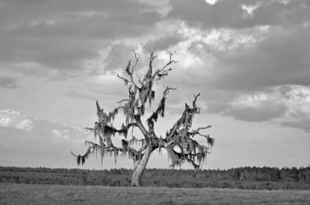 Spanish treeの写真素材