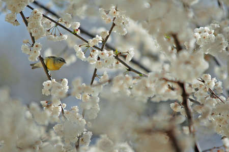 Yellow bird の写真素材