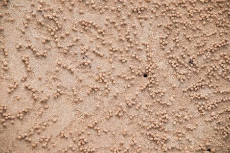 ghost crab hole on the beach.の写真素材