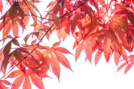 Autumn colorful red leaf texture.の写真素材