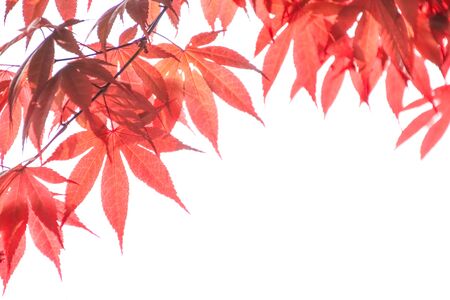 Autumn colorful red leaf texture.の写真素材