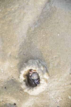 Detail wind crabs making hole on the beachの写真素材