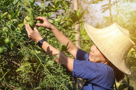 Happy Asian female gardeners harvesting organic fresh green lime in the gardens.の写真素材