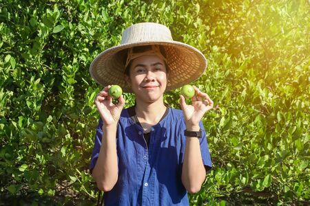 Happy Asian female gardeners harvesting organic fresh green lime in the gardens.の写真素材
