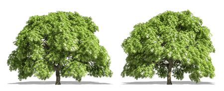 Beautiful palmatum tree isolated and cutting on a white backgroundの写真素材