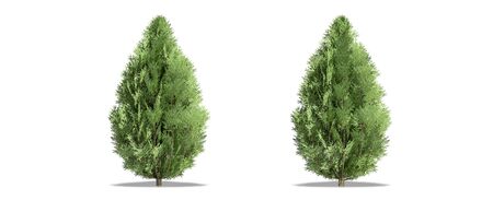 Beautiful Chamaecyparis lawsoniana tree isolated and cutting on a white backgroundの写真素材