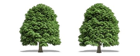 Beautiful Aesculus tree isolated and cutting on a white backgroundの写真素材