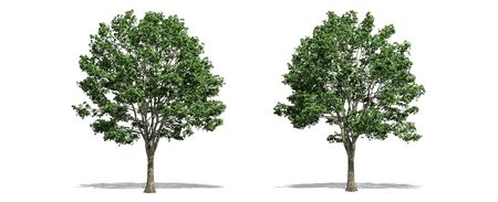 Beautiful Tilia tree isolated and cutting on a white backgroundの写真素材