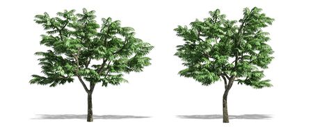 Beautiful Rhus typhina tree isolated and cutting on a white backgroundの写真素材