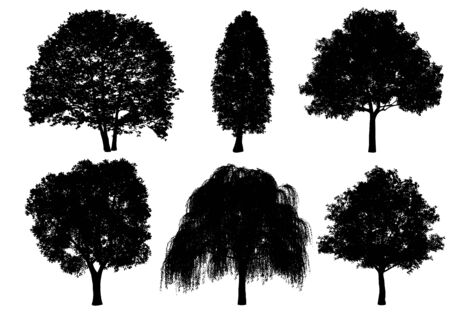 Beautiful collection tree silhouettes and cutting on a white backgroundの写真素材