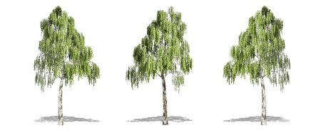Beautiful Betula tree isolated and cutting on a white backgroundの写真素材