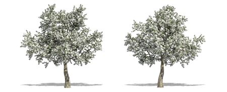 Beautiful Pyrus tree isolated and cutting on a white backgroundの写真素材