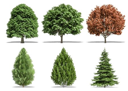 Beautiful collection tree isolated and cutting on a white backgroundの写真素材