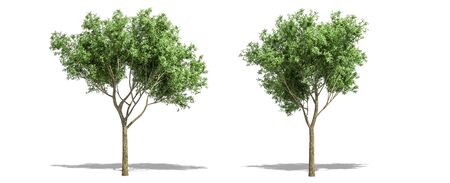 Beautiful Salix fragilis tree isolated and cutting on a white backgroundの写真素材