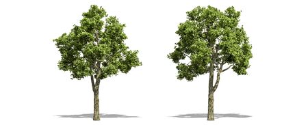 Beautiful  Fraxinus tree isolated and cutting on a white backgroundの写真素材