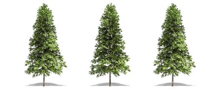 Beautiful Picea abies tree isolated and cutting on a white backgroundの写真素材