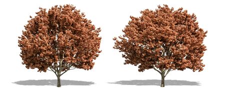 Beautiful tree isolated and cutting on a white backgroundの写真素材