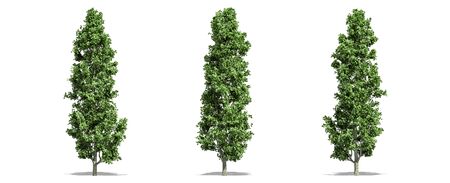 Beautiful  Populus tree isolated and cutting on a white backgroundの写真素材