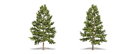 Beautiful Pinus strobus tree isolated and cutting on a white backgroundの写真素材