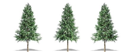 Beautiful Picea abies tree isolated and cutting on a white backgroundの写真素材