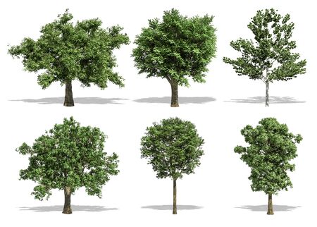 Beautiful collection tree isolated and cutting on a white backgroundの写真素材