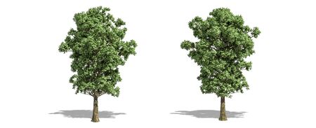 Beautiful populus x canescens tree isolated and cutting on a white backgroundの写真素材