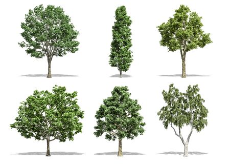 Beautiful collection tree isolated and cutting on a white backgroundの写真素材