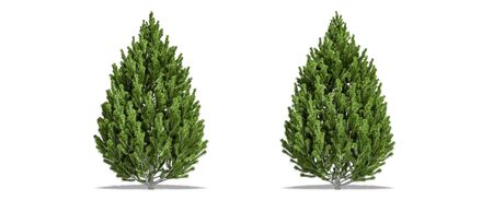 Beautiful Pinus leucodermis tree isolated and cutting on a white backgroundの写真素材