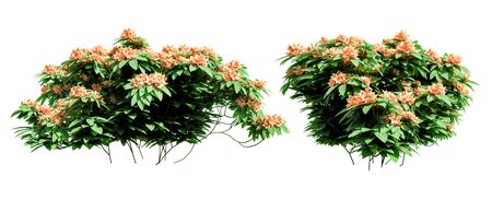 Beautiful tree isolated and cutting on a white backgroundの写真素材