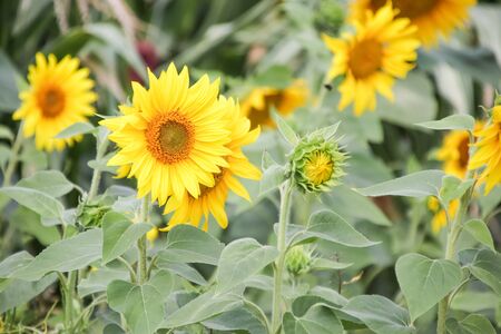 Blooming sunflower on summer field.の写真素材
