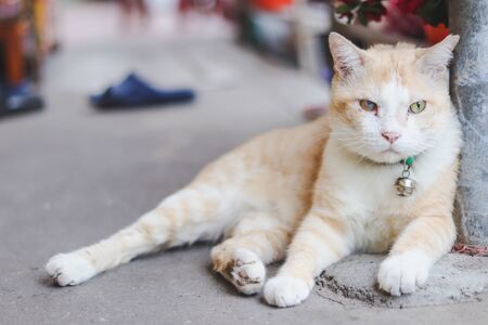 Close up sleeping cat waiting for the owner on street.