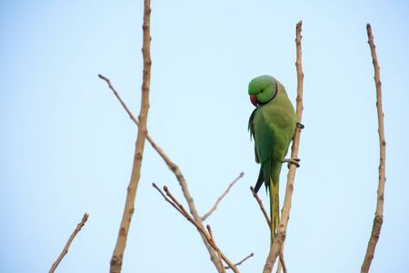Green parrot on tree.