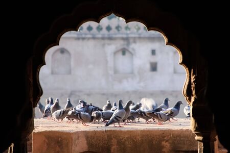 Close up flock of pigeons on old wall background.