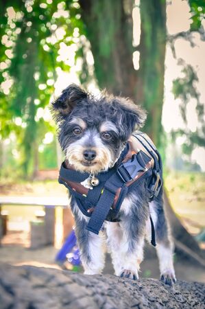 dog wearing Life jacket on the beach