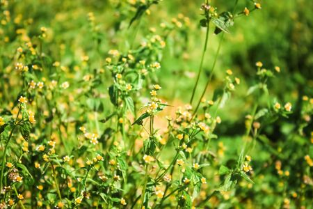 small white grass flower in garden. background textureの写真素材