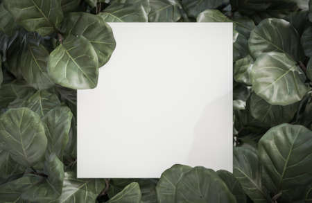 Mock up white paper on Tropical green leaf background.,3d model and illustration.Mock up white paper on Tropical green leaf background.,3d model and illustration.の写真素材