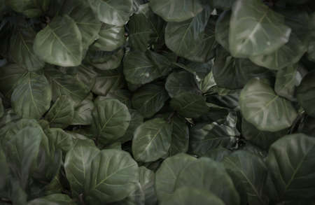 abstract Tropical green leaf texture and background.,3d model and illustration.の写真素材