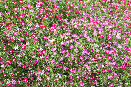 Pink flower blooming in the field.の写真素材