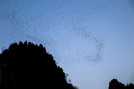 A lot of bats flying out of their cave in the evening for forage on beautiful sky.の写真素材