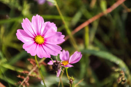 Close up pink Cosmos flower blooming in the field.の写真素材